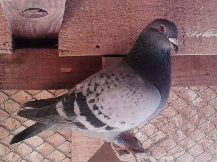 fiu austriaca +200(fiu din *100) Popescu+Gradinaru