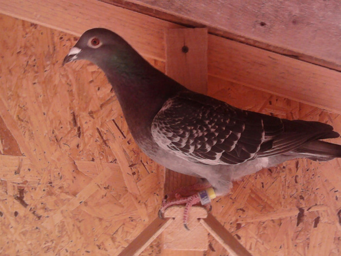 fica din 319 zb. Nikolaev 600km