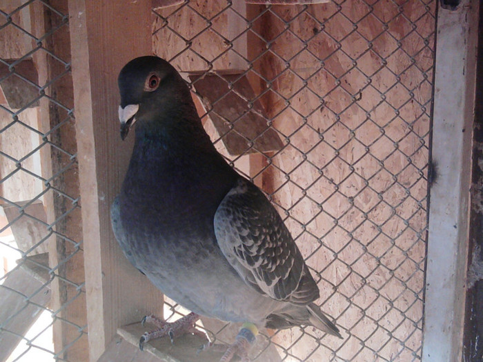 775 din(319&329)zb Nikolaev 600km