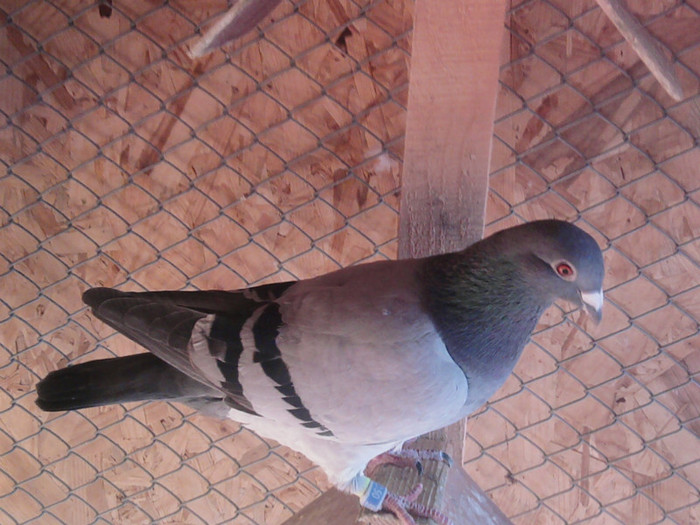 fiu 03 zb. Nikolaev (o vointa deosebita)