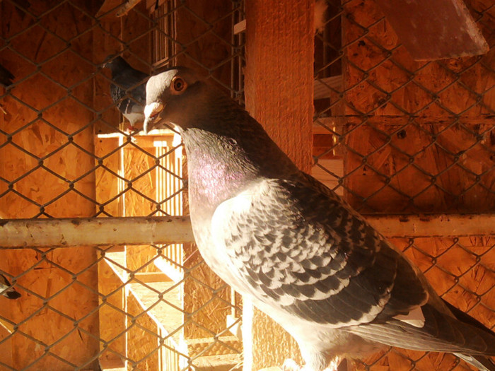 atenta la orice miscare