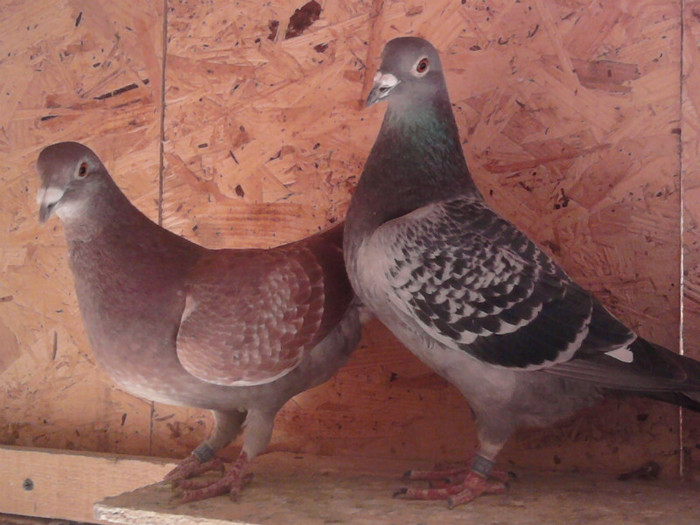 Doua fete de speranta de la Popescu P.