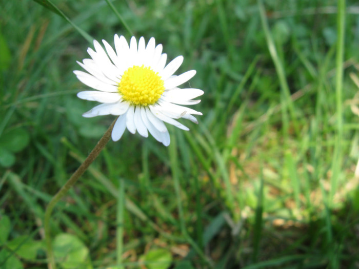 5 iunie 2011 030 - 5 iunie 2011