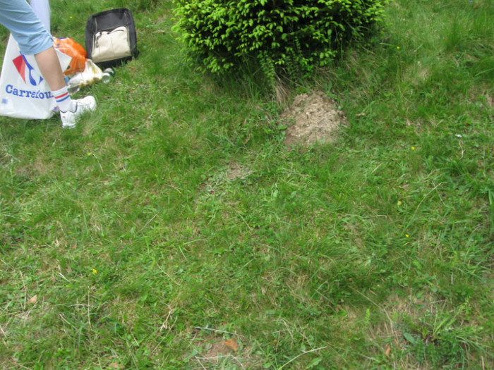 5 iunie 2011 035 - 5 iunie 2011