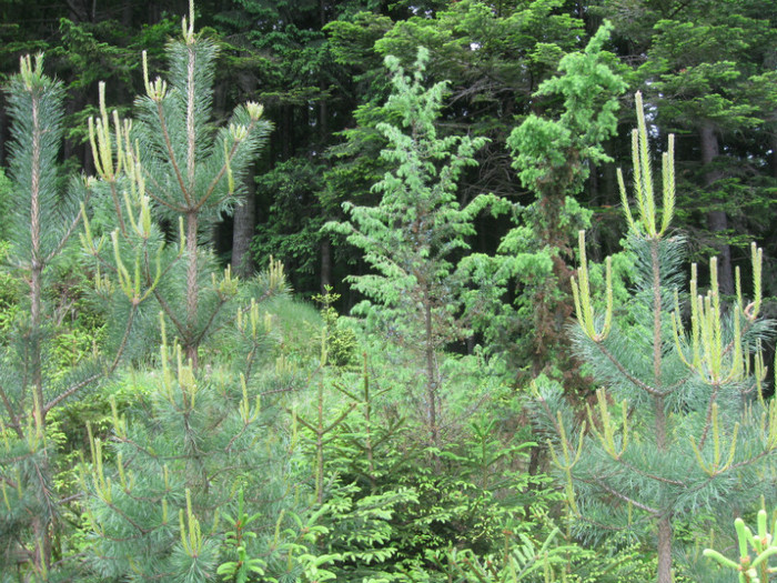 5 iunie 2011 063 - 5 iunie 2011