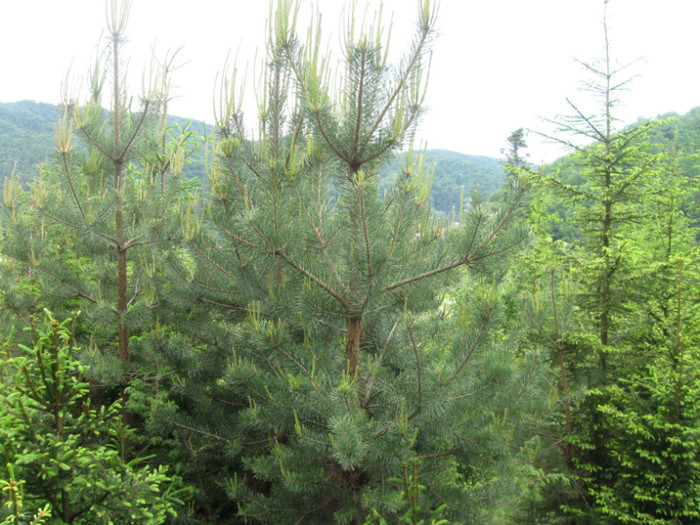 5 iunie 2011 065 - 5 iunie 2011