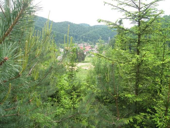 5 iunie 2011 066 - 5 iunie 2011