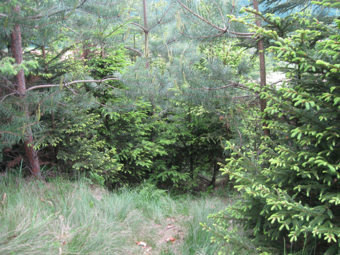 5 iunie 2011 067 - 5 iunie 2011