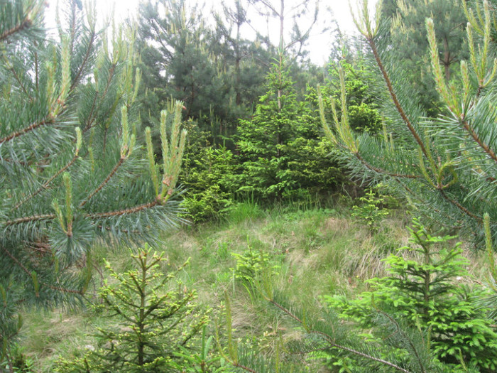 5 iunie 2011 068 - 5 iunie 2011