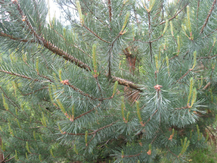 5 iunie 2011 069 - 5 iunie 2011