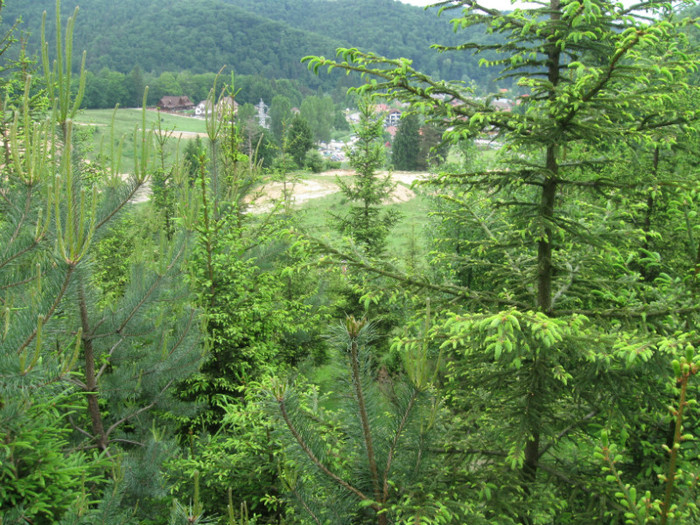 5 iunie 2011 071 - 5 iunie 2011