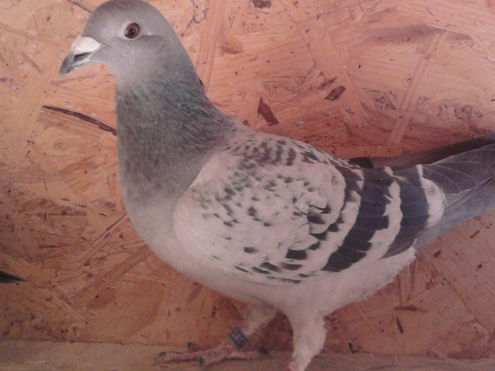 *769(Delbar-Fabry-Janssen-Stichebaut)