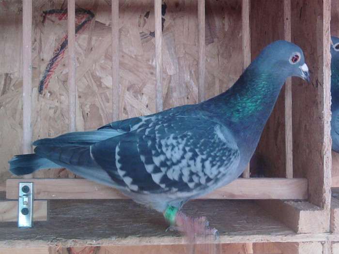 751* Sarpe(doi din trei zb. Nikolaev)(frati de cuib)