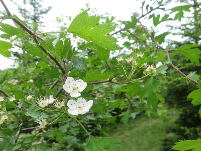 5 iunie 2011 113 - 5 iunie 2011