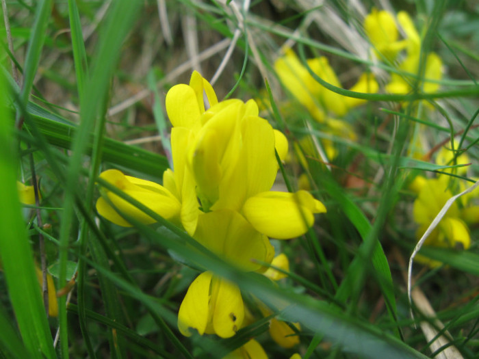 5 iunie 2011 117 - 5 iunie 2011