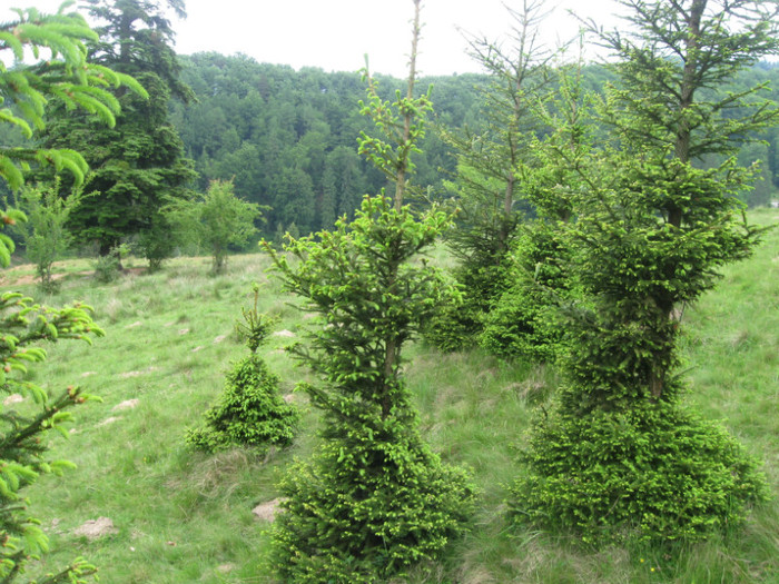 5 iunie 2011 120 - 5 iunie 2011