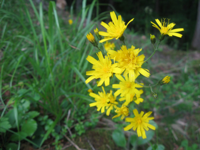 5 iunie 2011 124 - 5 iunie 2011