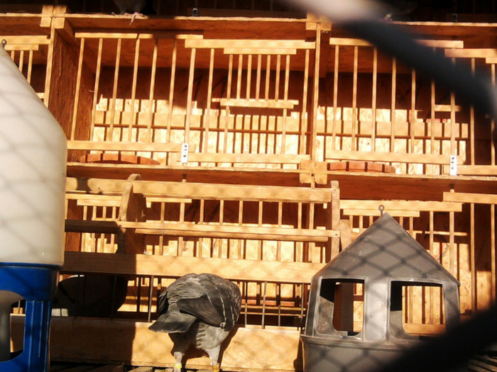 boxe matca(alimentator apa & alimentator minerale)