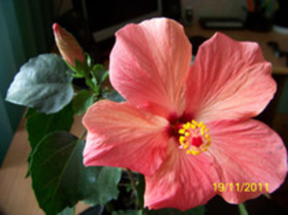 roz - Hibiscusi 2011