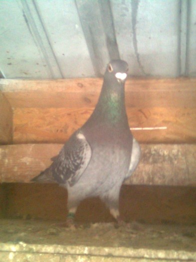 2414092-10Gut Fefe - Masculi matca 2012