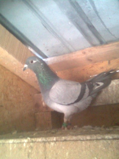 0888876-11 APA Dumitru Ionut - Masculi matca 2012