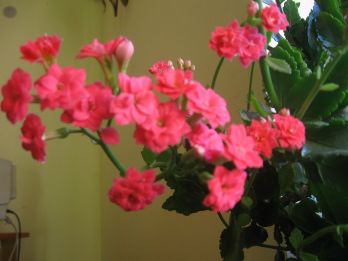  - A KALANCHOE