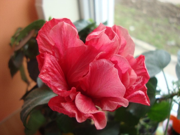  - hibiscusi