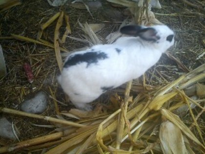 DSC00061_mini - 3-matca iepuri 2012
