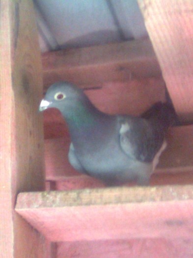 487084-10 SA Istrate - Femele matca 2012