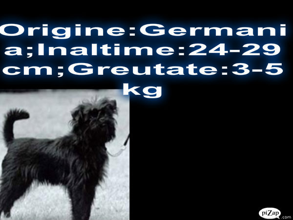 pag 1(PS:se numeste Affenpinscher)
