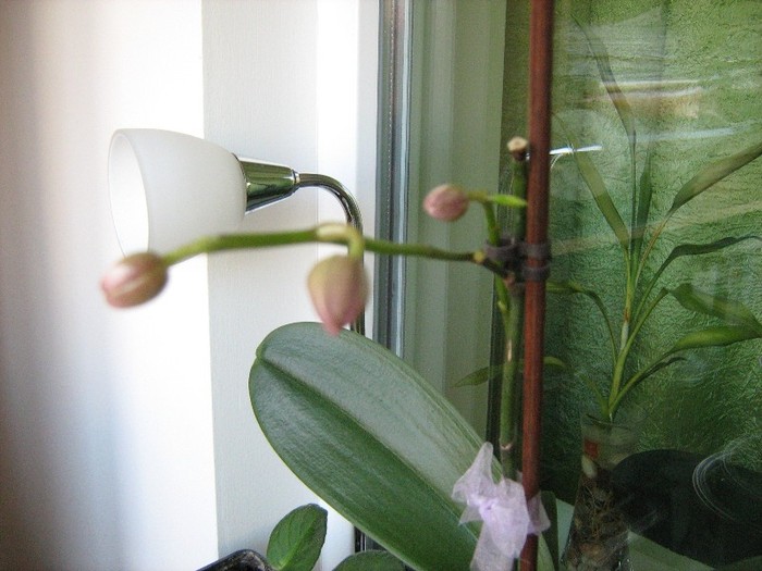 22 dec 2011 - Orhidee Phalaenopsis