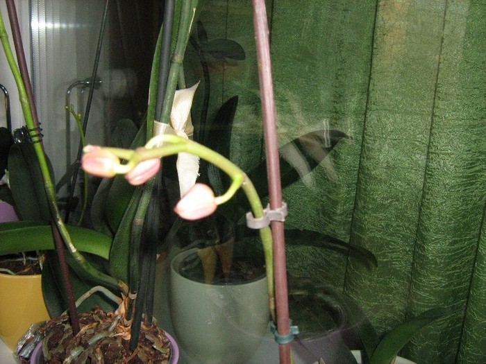 22 dec.2011 - Orhidee Phalaenopsis