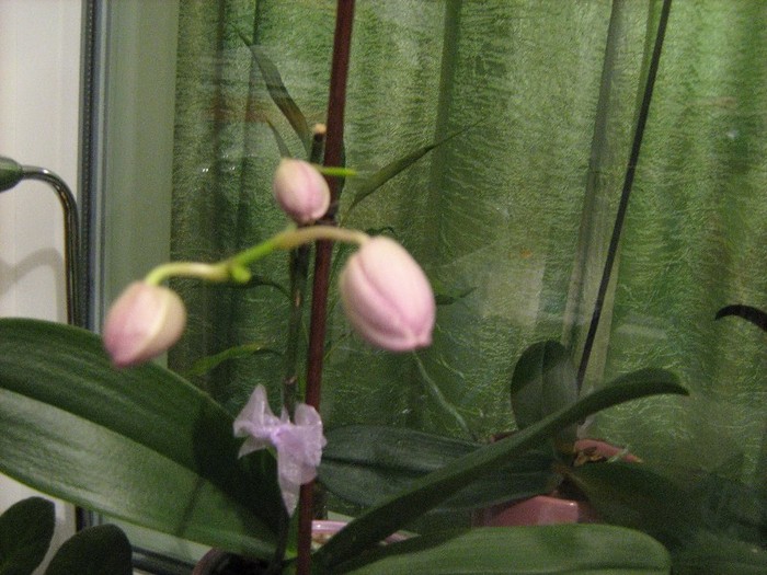 01 ian.2012 - Orhidee Phalaenopsis