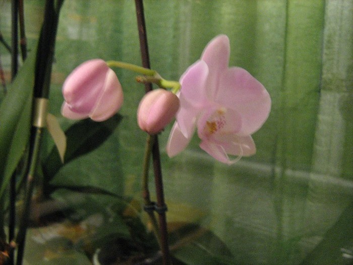 02 ian 2012 - Orhidee Phalaenopsis