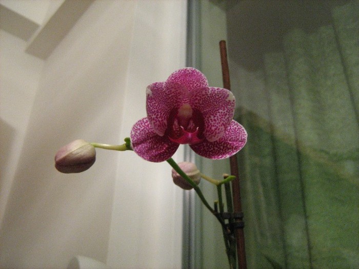 02 ian 2012 - Orhidee Phalaenopsis