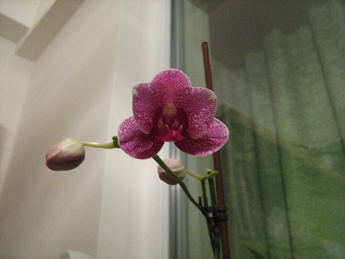 02 ian 2012 - Orhidee Phalaenopsis