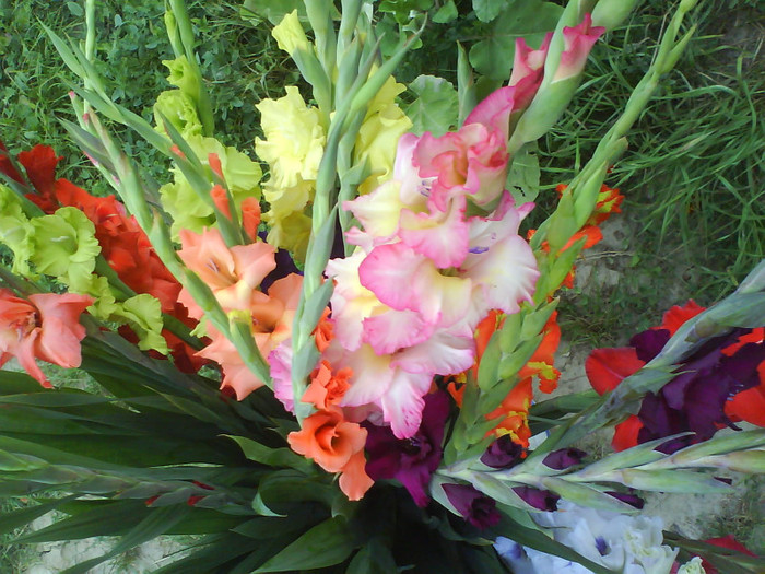 DSC02564 - gladiole 50 culori- bulbii de vanzare