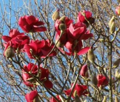 magnolia Genie - Plante dorite