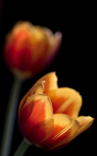 02252_tulips_1280x800 - de toate pentru toti