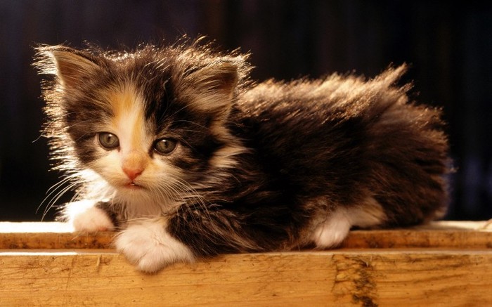 American_Bobtail_Kitten[1] - de toate pentru toti