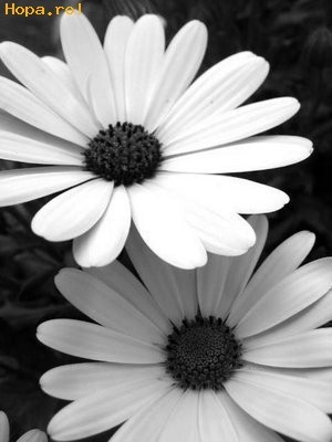 Black_and_White_Flowers__1234181024 - de toate pentru toti