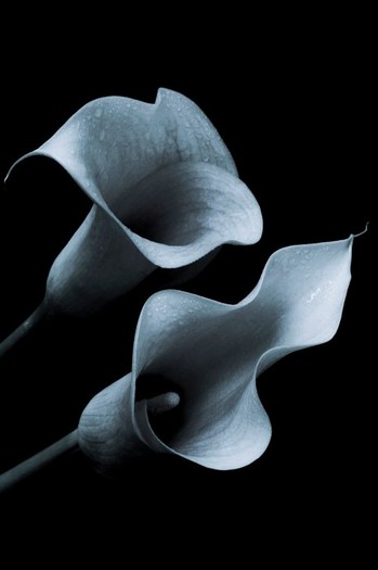 calla