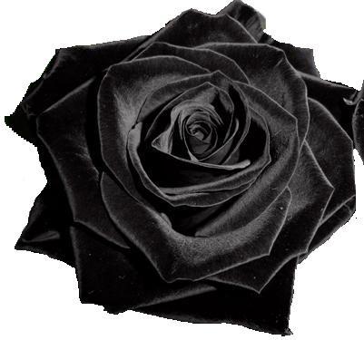 the-black-rose1 - de toate pentru toti