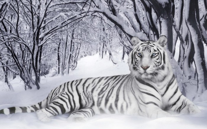 tigri_bengalezi[1] - de toate pentru toti