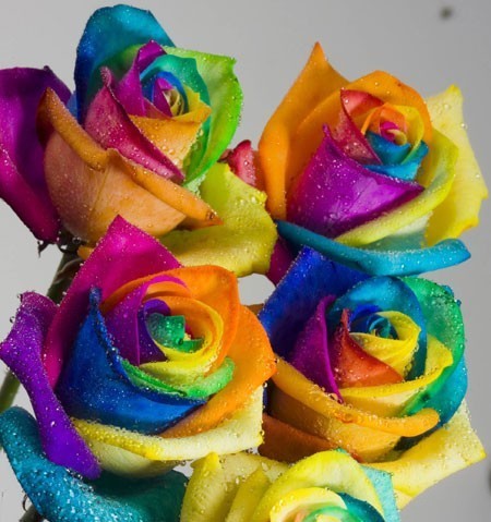 trandafiri-multicolori - de toate pentru toti