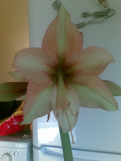 Mocca-creamy Papillio hybrid