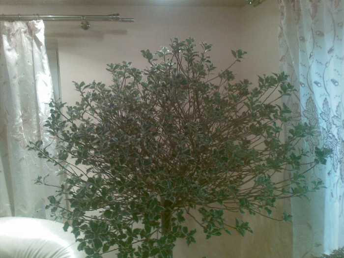 02012012(081) - ilex