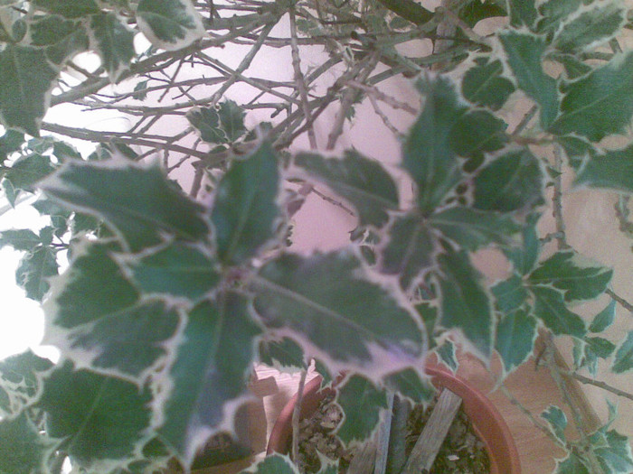 02012012(060) - ilex