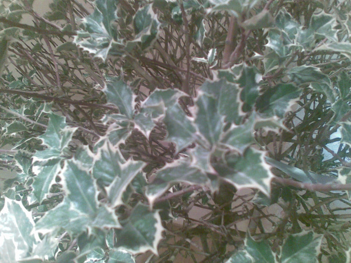 02012012(062) - ilex