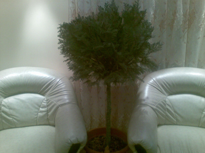 02012012(063) - thuja